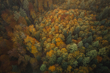 Sonnenaufgang über dem herbstlichen Schwarzwald