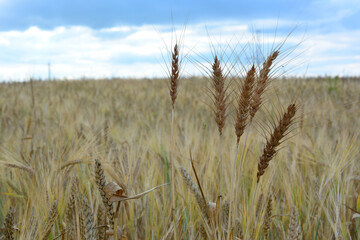 bunch of ears of wheat with agricultural field and cloudy sky on background