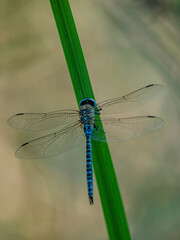 Anax empereur © Thierry