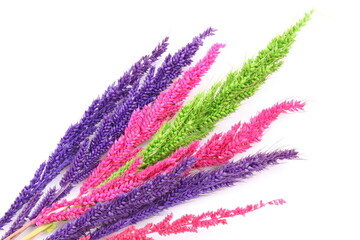 Colorful dry grass on white background
