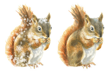 Watercolor squirrel on fir tree branch Christmas illustration. Woodland winter forest nursery decoration for greeting card, poster, invitation, baby shower Merry Christmas,New Year print, sticker   © Catherine