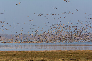 Flock of  greylag geese or graylag geese  - Anser anser - on flooded meadow. Photo from Warta Mouth National Park - Ujście Warty, Poland	 - obrazy, fototapety, plakaty