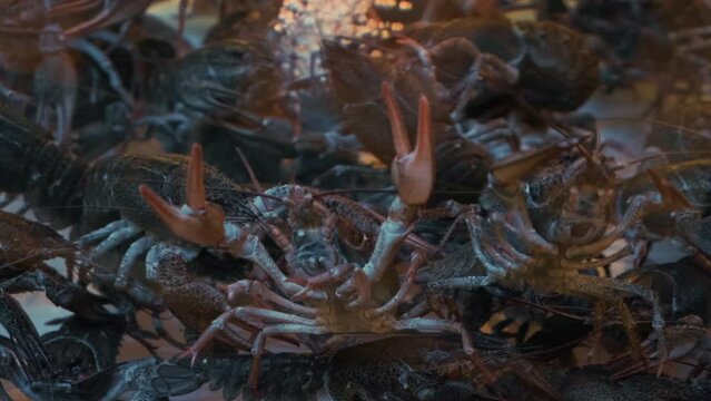Live crayfish or crawfish in aquarium in supermarket for sale. Close up