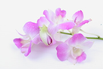 Naklejka na ściany i meble Pink orchid flower isolated on white background