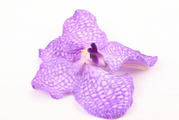 Purple orchid on white background