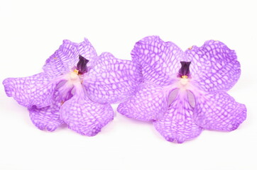 Purple orchid on white background