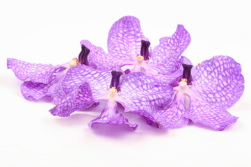 Purple orchid on white background