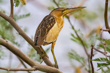 Little bittern or common little bittern - Ixobrychus minutus perched. Photo taken  close to Eilat ringing station, Israel during migration.