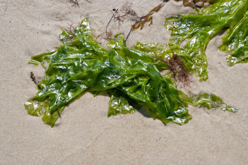 Close up of sea lettuce in the sand at low tide in the wadden sea, Ulva lactuca