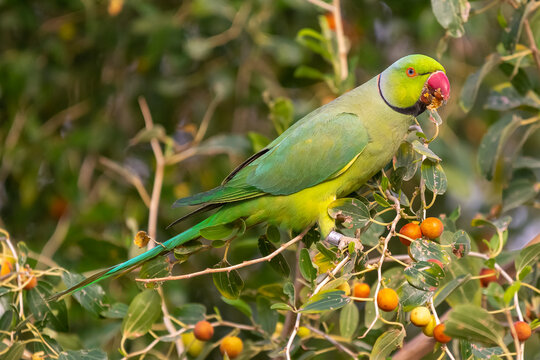 Rose - ringed paraket,  ring-necked parakeet or  Indian ringneck parrot - Psittacula krameri perched with green vetation in background. Photo from Eilat Israeal close to the bird ringing station.