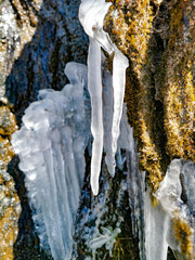 Frozen plants, ice up in swiss alps. Icicle jigh up in the mountain