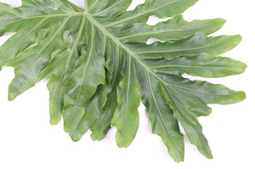 Green Leaf Background on white background