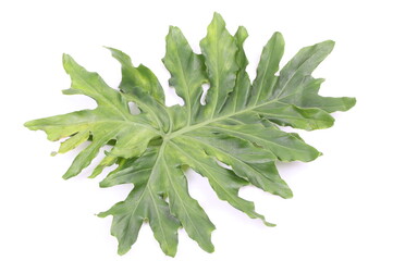 Obraz premium Green Leaf Background on white background