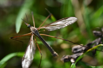 Cranefly, Tipula paludosa, Giant mosquito, Kilkenny, Ireland