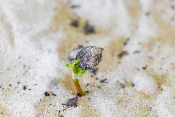 Germinating seedling seed morning glory Goats foot creeping beach flower.