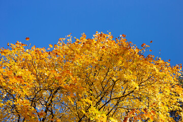 Autumn trees and blue sky