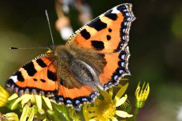 Obraz premium Small Tortoiseshell (Aglais urticae) butterfly on flower, Kilkenny, Ireland 