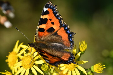 Small Tortoiseshell (Aglais urticae) butterfly on flower, Kilkenny, Ireland
