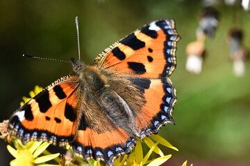 Small Tortoiseshell (Aglais urticae) butterfly on flower, Kilkenny, Ireland
