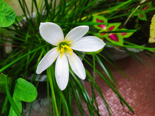Zephyranthes candida, with common names that include autumn zephyrlily, white windflower, white rain lily, and peruvian swamp lily, is a species of rainlily