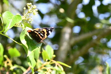 Red admiral butterfly, Kilkenny, Ireland