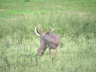 Whitetail deer in the field