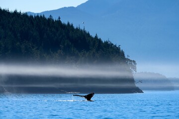 Humpback whale flukes off the coast of British Columbia, Canada