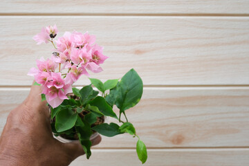 A man holding a bougainvillea tree in the pot