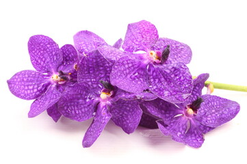 Purple orchid on white background