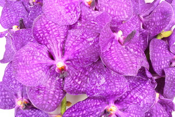 Purple orchid as a background