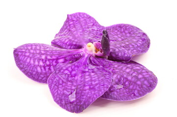 Purple orchid on white background