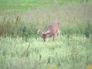 Whitetail deer in the field