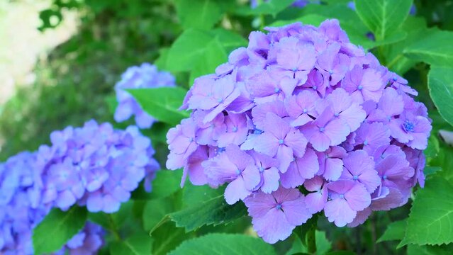 Zoom purple hydrangea and leaves