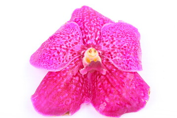 Fototapeta na wymiar Pink orchid flower isolated on white background