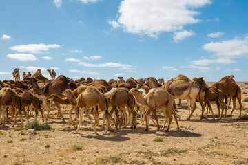 Fototapeta na wymiar Herd of camels on moroccan sahara, Camels in the moroccan desert