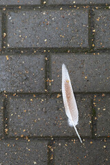 Feather with raindrops lies on the sidewalk