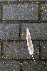 Feather with raindrops lies on the sidewalk