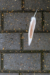 Feather with raindrops lies on the sidewalk