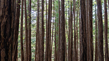 trees in the forest
