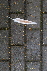 Feather with raindrops lies on the sidewalk