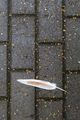 Feather with raindrops lies on the sidewalk