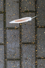 Feather with raindrops lies on the sidewalk
