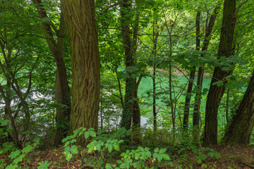 Obraz premium Emerald Lake barely visible through the trees, Szczecin, West Pomeranian Voivodeship, Poland, Central Europe