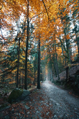 autumn in the woods - 531454924