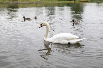 White swan on the lake