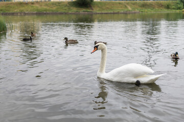White swan on the lake
