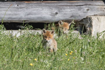 Fuchsbabys