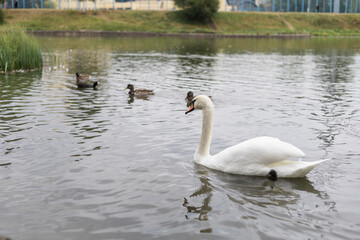 White swan on the lake