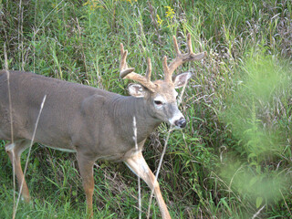 Whitetail deer in the field