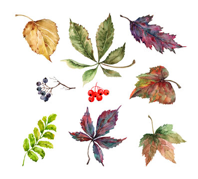 Collection of autumn colorful leaves maple, birch, rowan berries, wild grapes. Isolated elements on a white background. Hand drawn watercolor illustration for cards, thanksgiving day, banner, print.